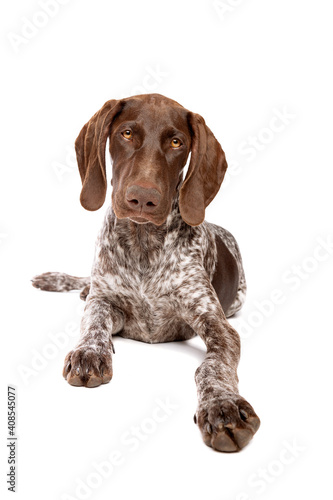 German Short haired Pointer puppy
