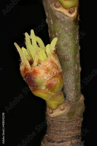 Silver Maple (Acer saccharinum). Female Flower Closeup photo