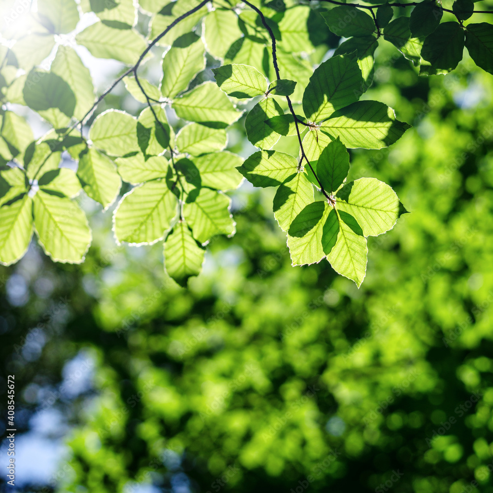 Spring forest background with selective focus on a beech branch with green spring leaves illuminated by the sun, square frame Spring forest background with selective focus on a beech branch with green spring leaves illuminated by the sun, square frame