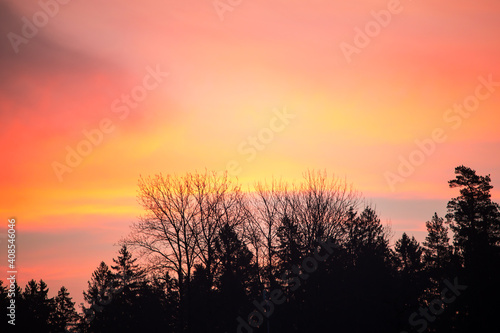 Amazing sunrise in different bright colors  pink  peach  yellow  red  behind the tree tops.