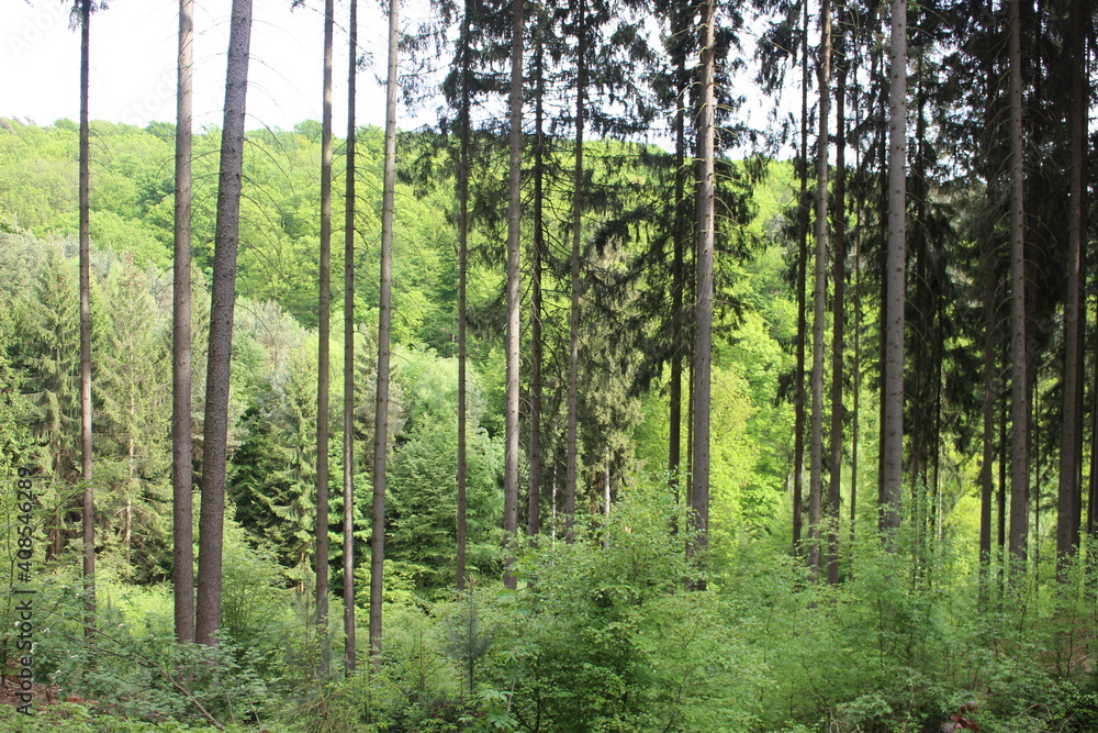 Obraz premium Trees