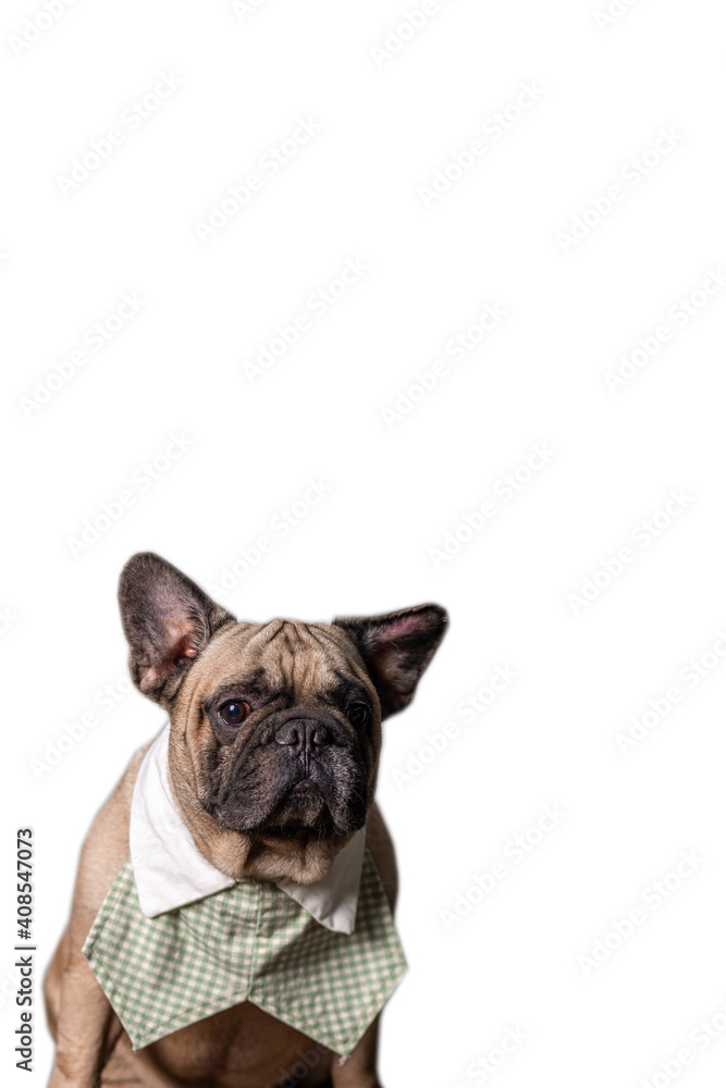 Fawn french bulldog wearing shirt collar isolated on white background.