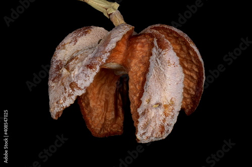 Sandarac (Tetraclinis articulata). Empty Seed Cone Closeup photo