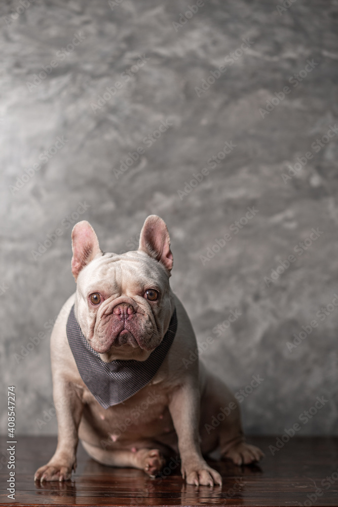 Adult cream french bulldog wearing scarf sitting with loft wall background, portrait studio shot.