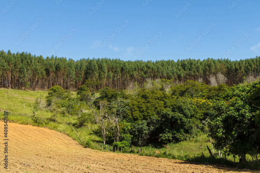 Plantação de eucalipto em área rural de Guarani, estado de Minas Gerais, Brasil