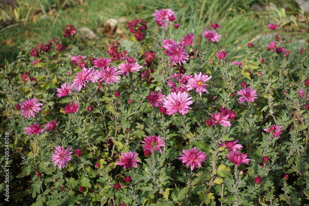 Buds and pink flowers of Chrysanthemums in November