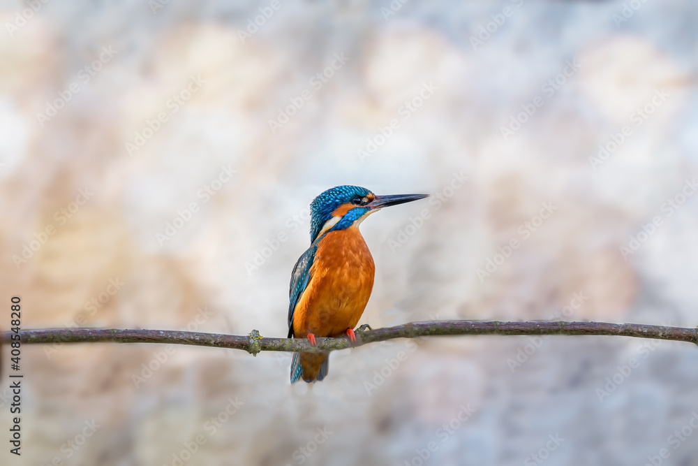Close up of Kingfisher perched on branch against blurred background