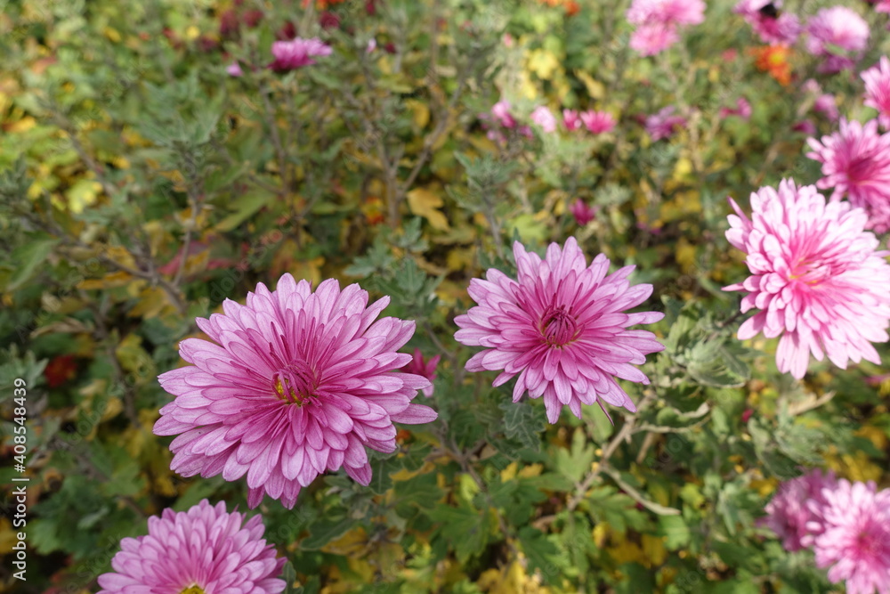 Chrysanthemums with some double pink flowers in November Chrysanthemums with some double pink flowers in November