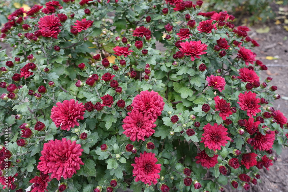 Buds and red flowers of Chrysanthemums in October