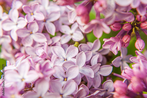 Beautiful smell violet purple lilac blossom flowers in spring time. Close up macro twigs of lilac selective focus. Inspirational natural floral blooming garden or park. Ecology nature landscape