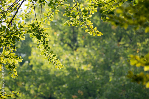 Close up of green leaves in late summer