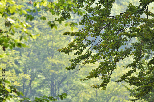 Close up of green leaves in late summer