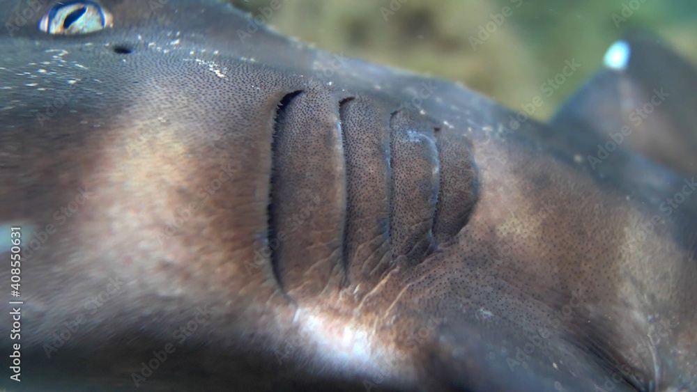 Obraz premium Gills Branchia of Living Fish Breathing Underwater