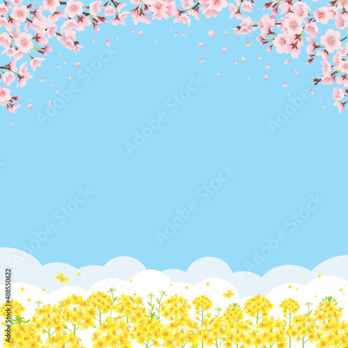 桜と菜の花畑 青空バックの背景イラスト（正方形）
