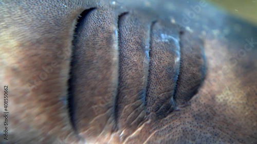 Photography Gills Branchia of Living Fish Breathing Underwater