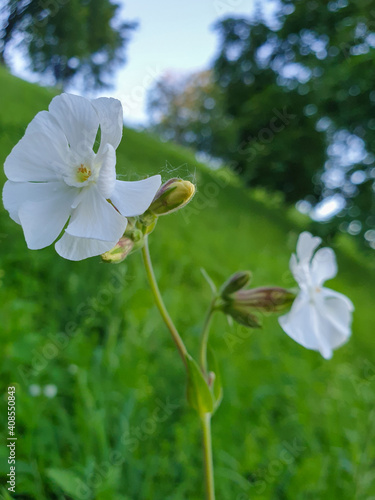Silene latifolia; melandrium album in the Park on Strelka in Yaroslavl. Close-up.