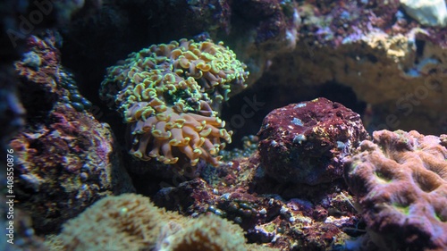 Colorful Corals Polyps on Shallow Water Coral Reef Close-up