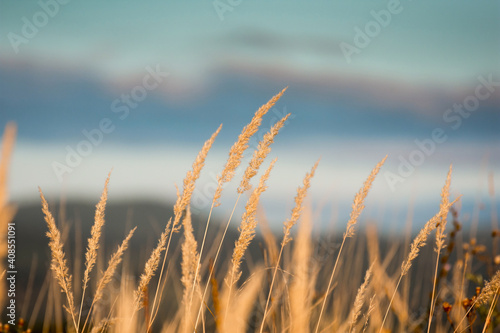 Steppe grass at sunset against a dark background