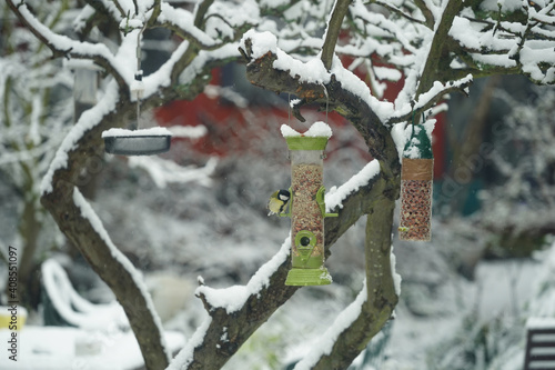 A blue tit feeds at a bird feeder after a day of snow in London. Photo date: Sunday, January 24, 2021. Photo: Richard Gray/Adobe Entertainment