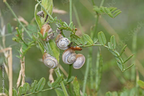 Schnecken und Brauner Weichkäfer