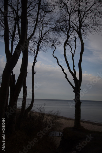 tree at sunset