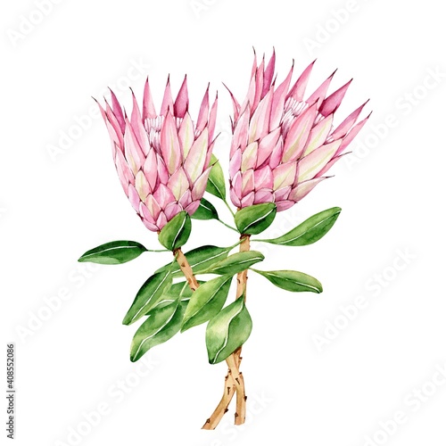 Watercolor botanical illustration of protea flowers isolated on white background, hand painted close up © Lana