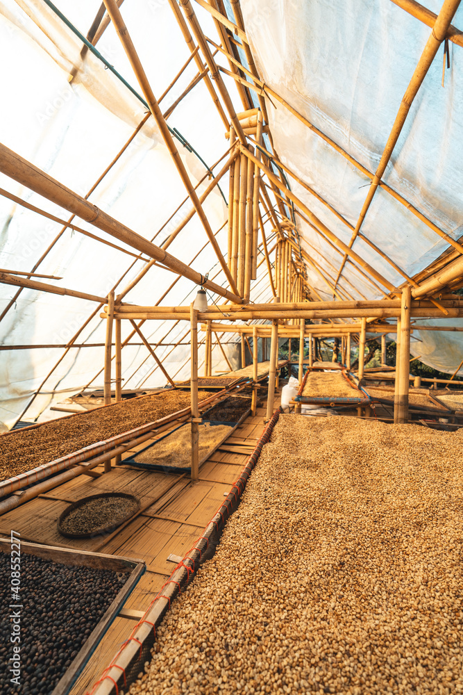 Dried coffee,Parchment coffee Dry in the Bamboo house Dried coffee,Parchment coffee Dry in the Bamboo house
