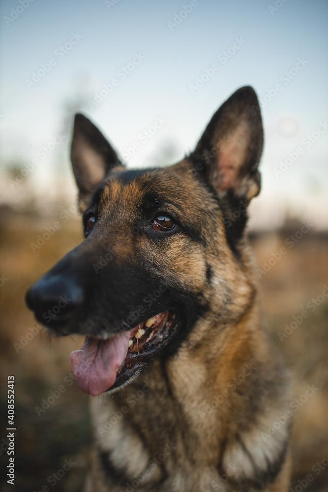 a male german shepherd is looking straight into the camera. the german shepherd's coat color is black and tan he is a working line gsd. the dog has big ears and looks very goofy and fun. also handsome a male german shepherd is looking straight into the camera. the german shepherd's coat color is black and tan he is a working line gsd. the dog has big ears and looks very goofy and fun. also handsome