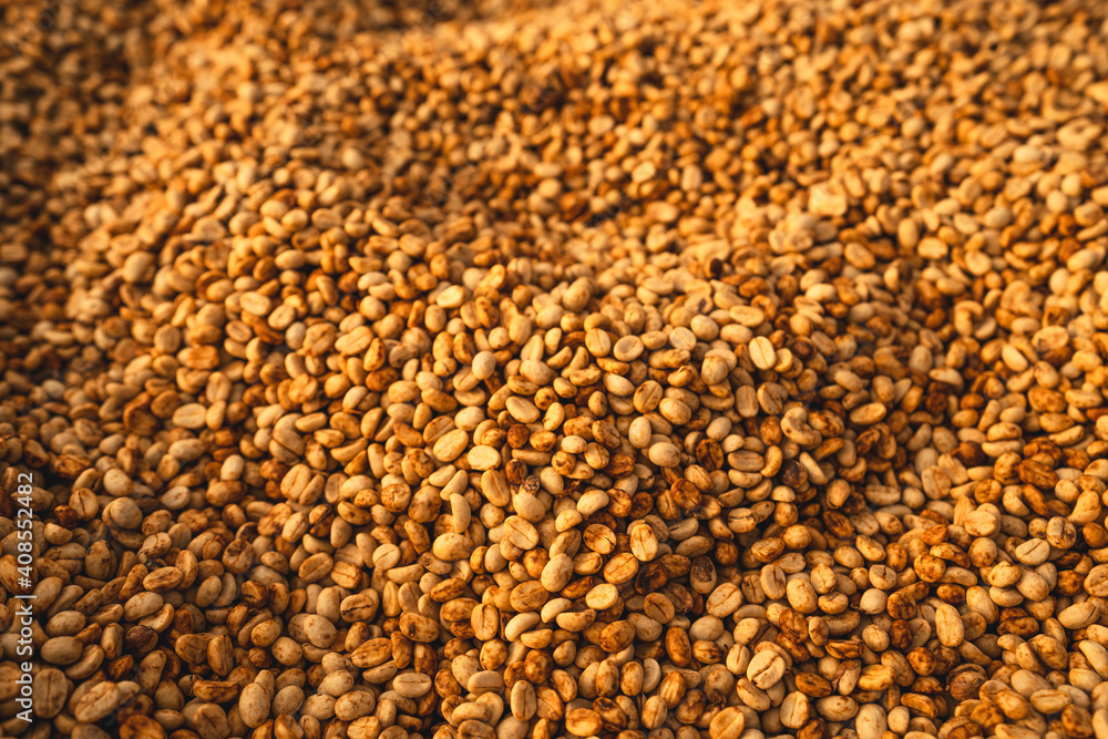 Dried coffee,Parchment coffee Dry in the Bamboo house Dried coffee,Parchment coffee Dry in the Bamboo house
