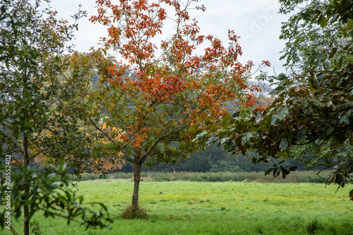 red bush