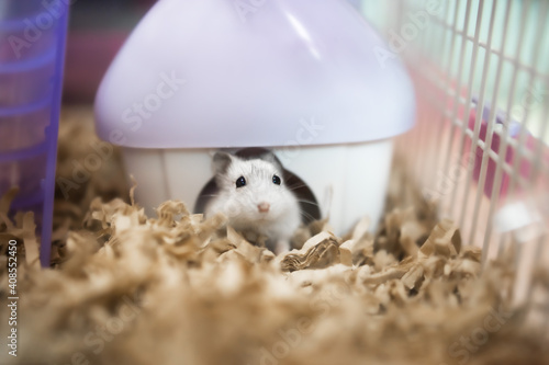 a cute dwarf hamster is looking out of her little hut. the hamster is white and slightly silver. she is a djungarian hamster, but she probably has a little bit of campbells hamster. very cute rodent photo