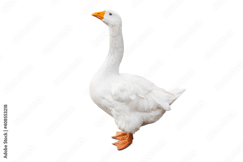 White domestic goose isolated on white background with clpping path White domestic goose isolated on white background with clpping path
