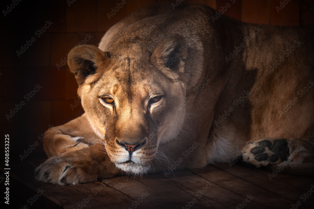 Obraz premium Lion wild animal. Portrait of a Beautiful lion.