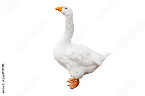 White domestic goose isolated on white background with clpping path photo