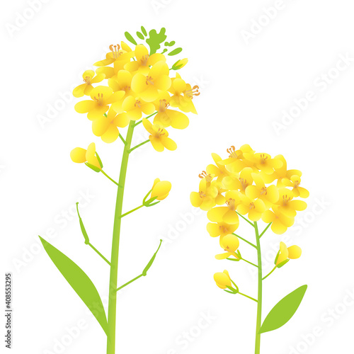 菜の花2本、寄り添うイラスト