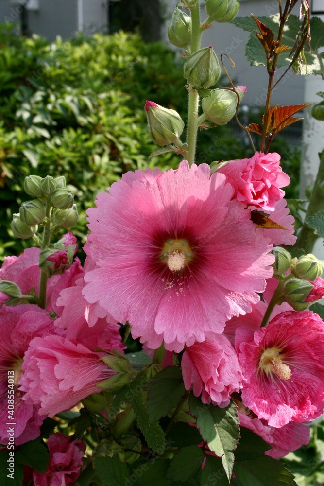 pink flowers in the garden pink flowers in the garden