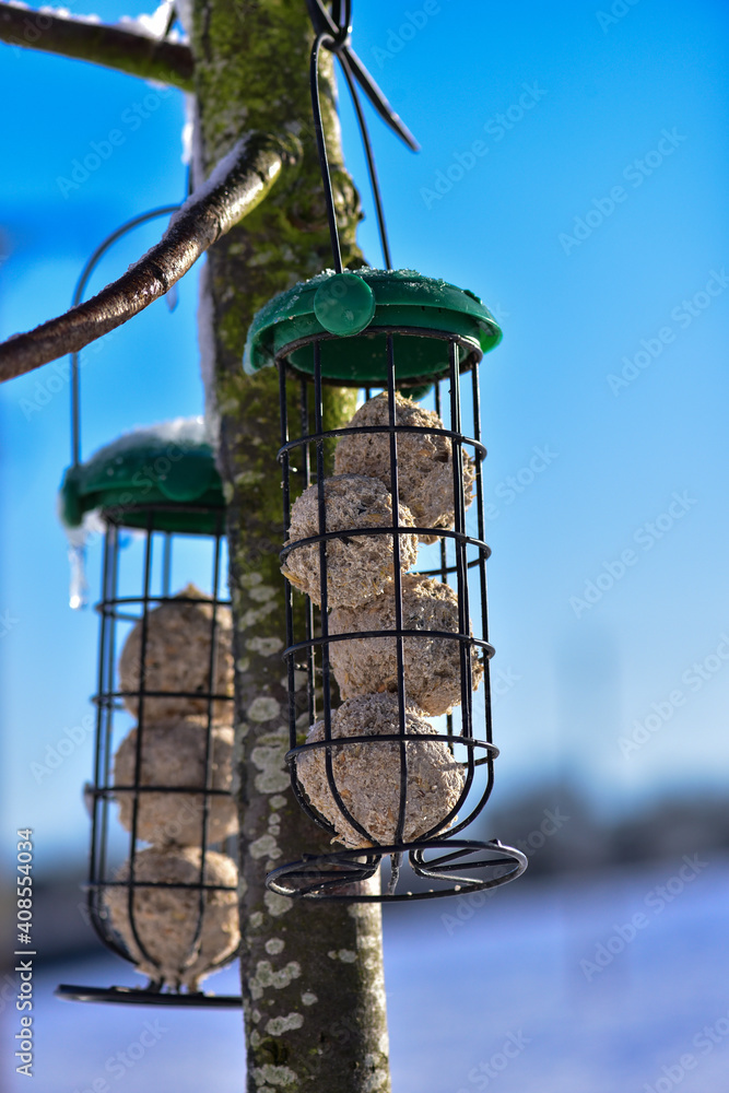 Bird feeders in balls of food hang on a tree on a sunny winter day.