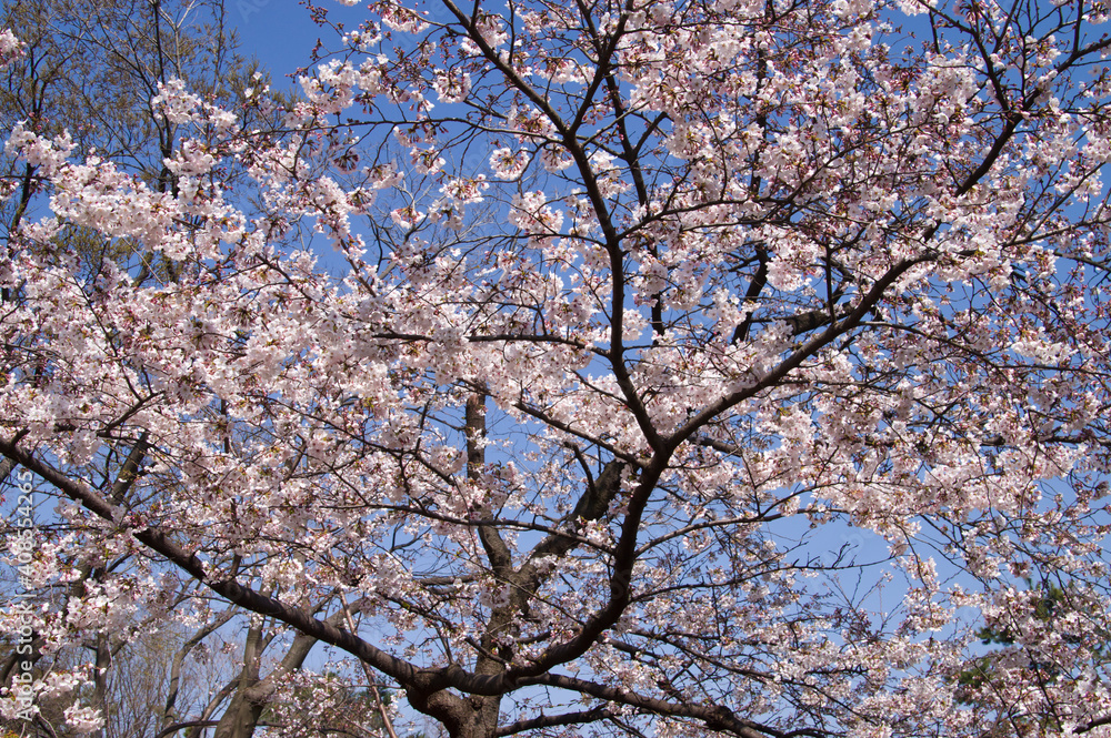 The cherry blossoms in the park are in full bloom. The cherry blossoms in the park are in full bloom.