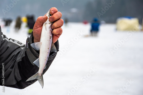 Fisherman fishing on a frozen lake in winter showing a coregonus albula fish, known as the vendace or as the European cisco, freshwater whitefish photo