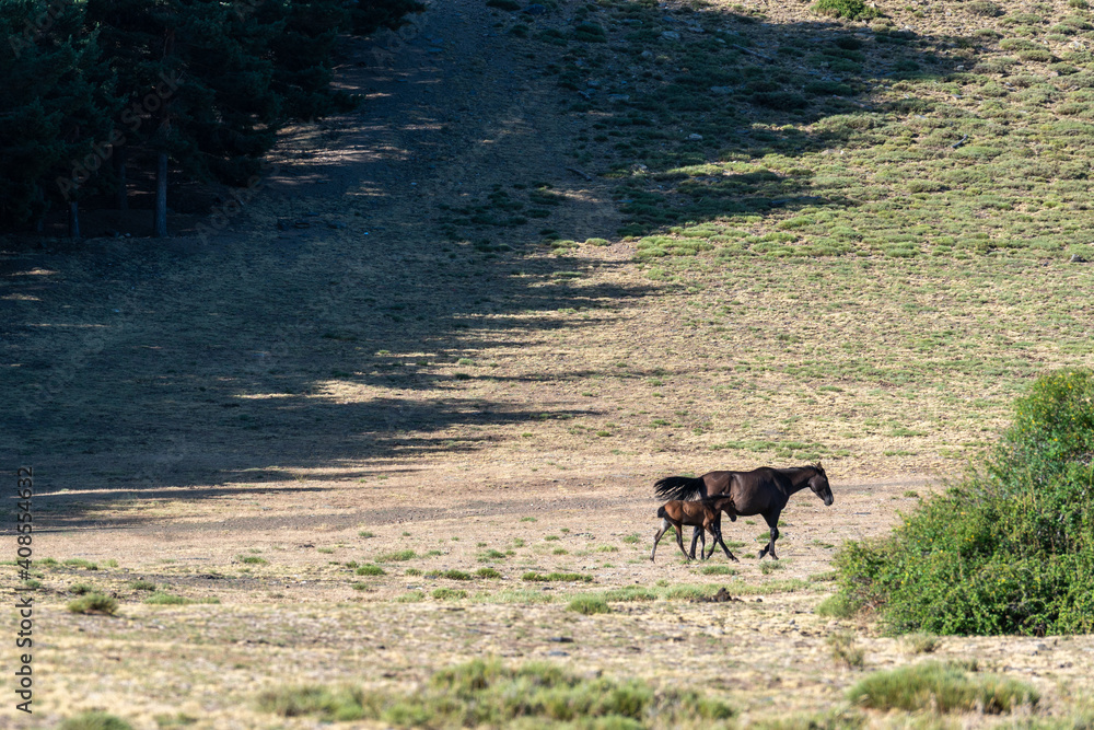 A mare and her calf grazing in the Sierra Nevada