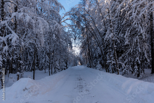 Wallpaper Mural Winter view of sruce forest Torontodigital.ca