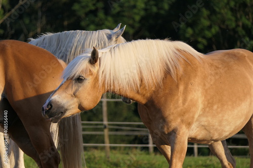 Magnificent Haflinger horse, also known as the Avelignese, gently shone by sunlight, tilts head and bright mane forward