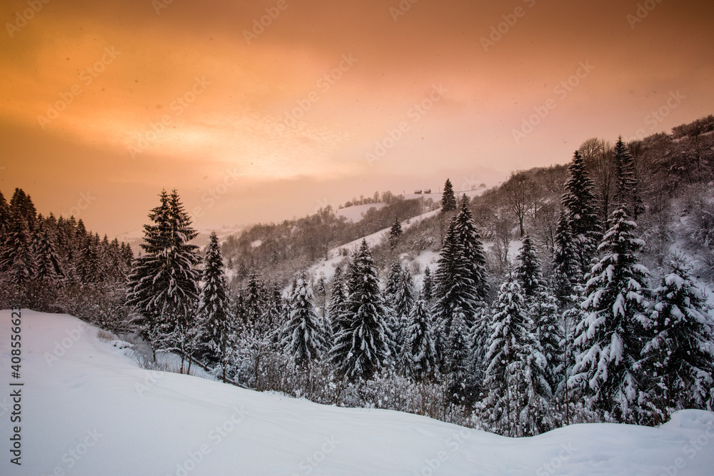 custom made wallpaper toronto digitalNature uses great variety of colours to impress