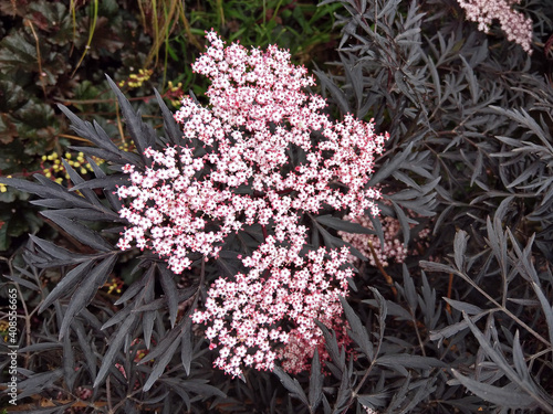 Foto Pink elderflowers blossom on Sambucus Nigra Black Lace