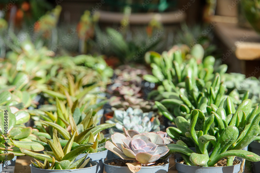 Obraz premium aligned cactus
