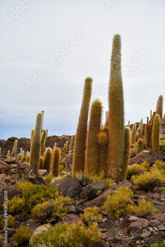 cactus island in Salar de Uyuni, Bolivia, salt desert