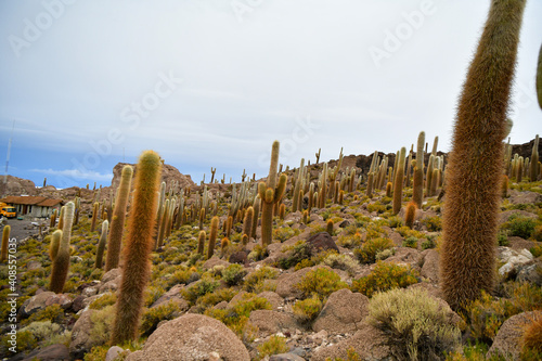 cactus island in Salar de Uyuni  Bolivia  salt desert