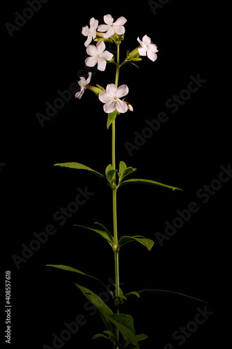 Soapwort (Saponaria officinalis). General Habit