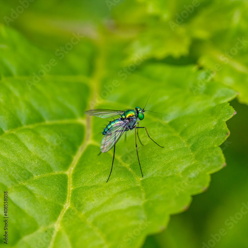 long-legged fly resting on a green leaf.