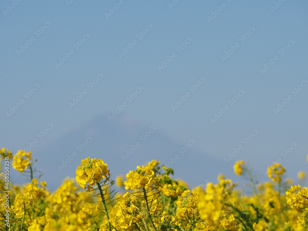 美しい菜の花畑と薄っすらと見える富士山